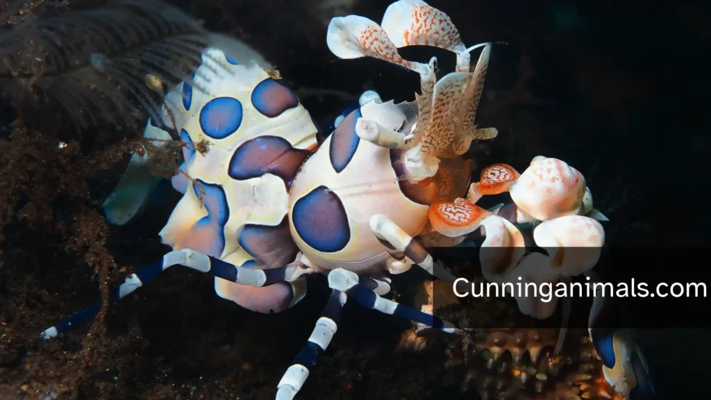 African animals with spots