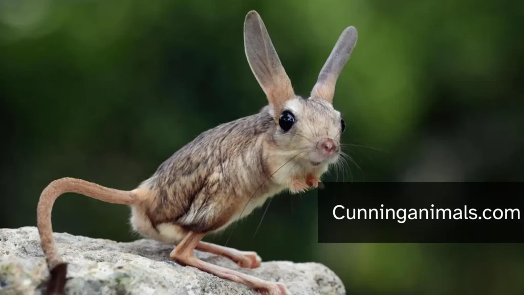 Animal Locomotion