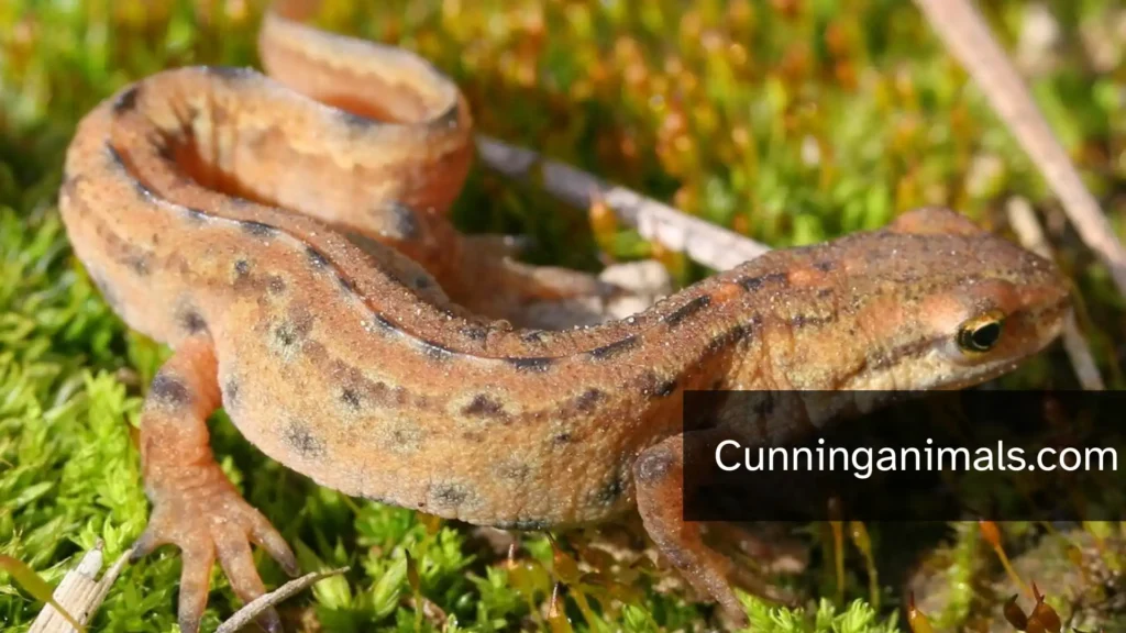 Animals In Bogs