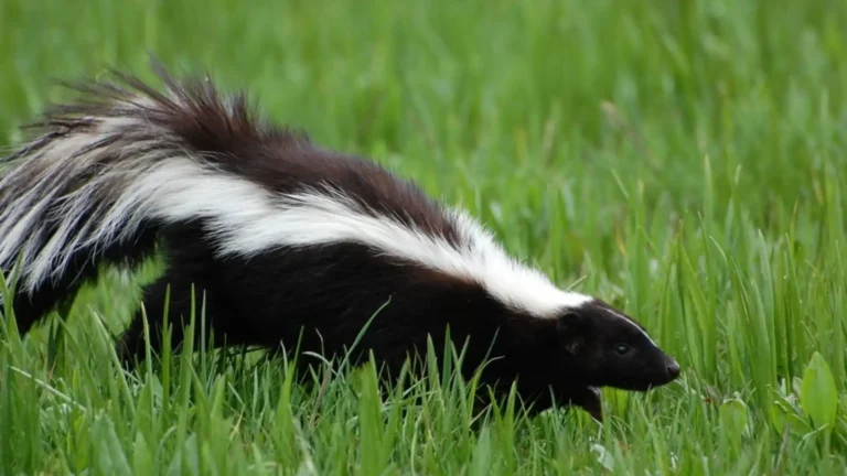 Animals Like Skunks