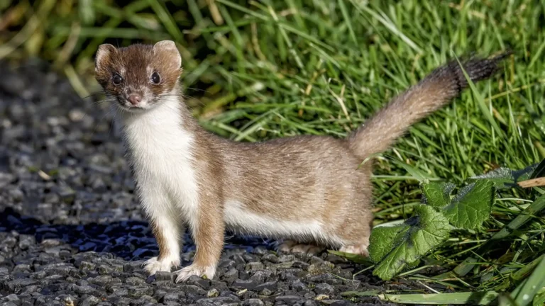 Animals Like Weasels