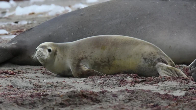 Animals That Are Deaf