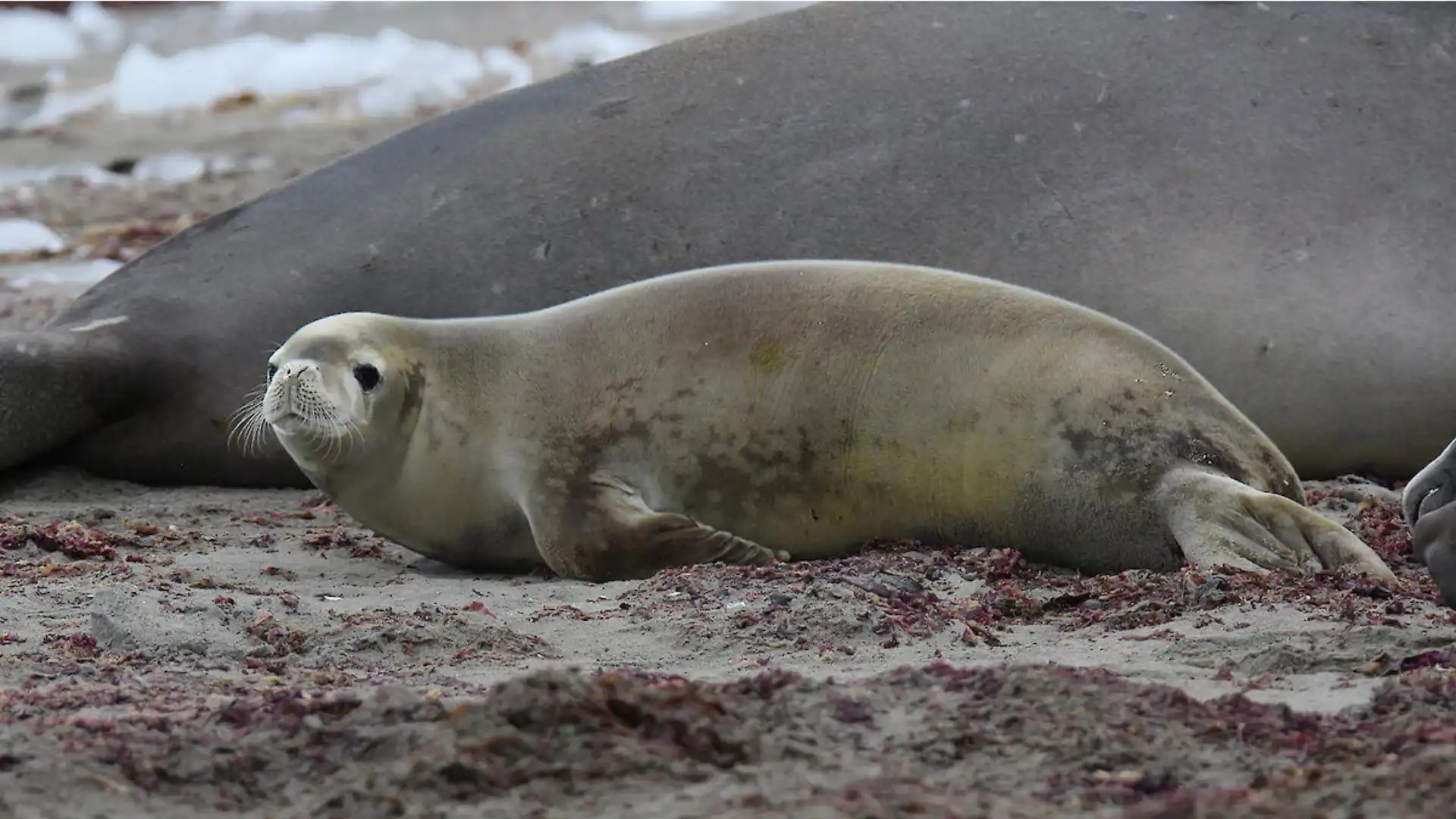 Animals That Are Deaf