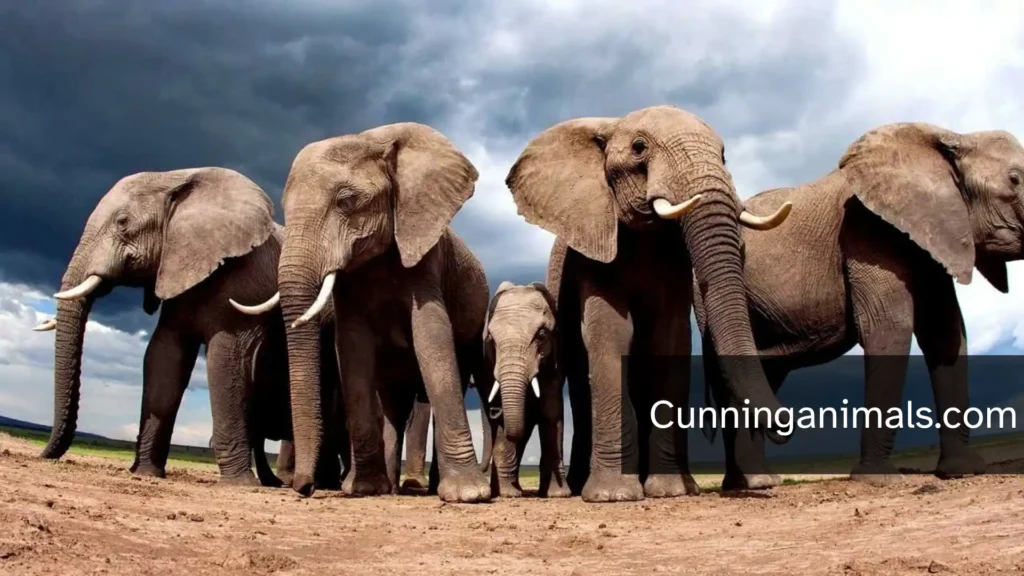 Animals That Form Groups