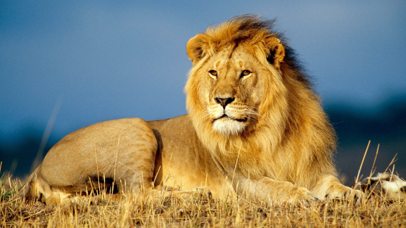 Animals That Have Manes