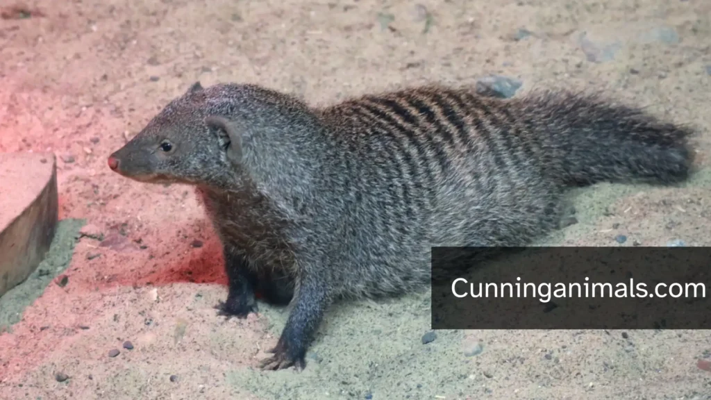 Animals That Hunt In Groups