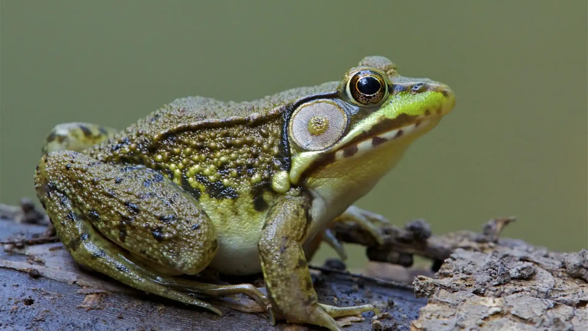 Animals That Live In Bogs