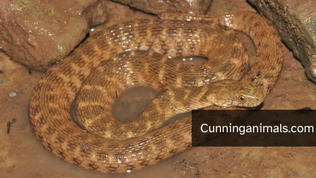 Animals That Live In Freshwater