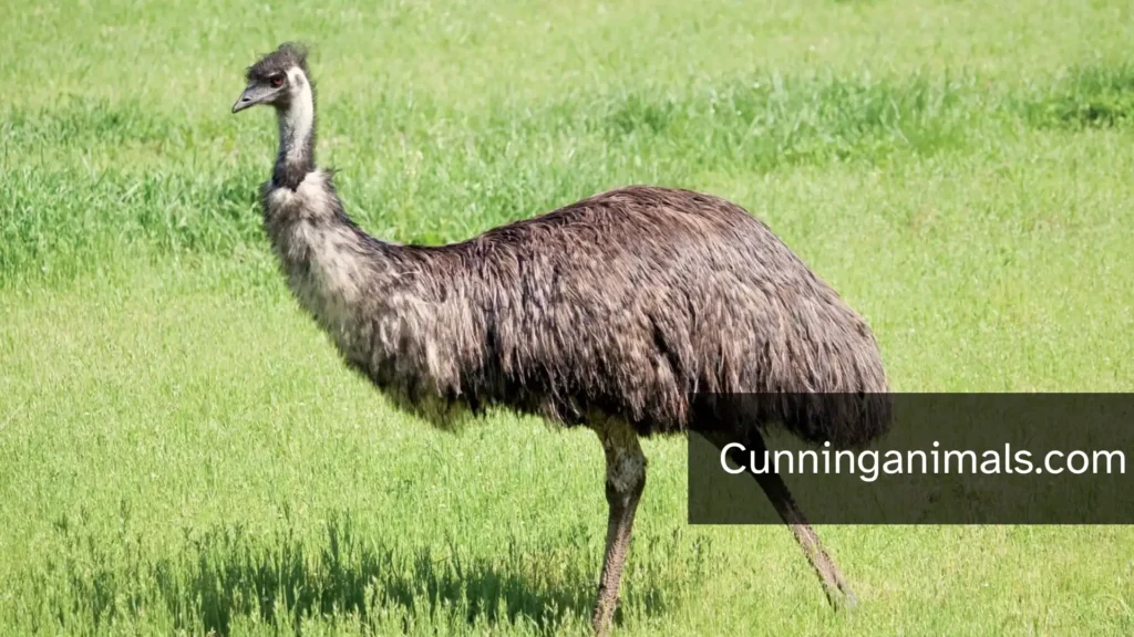 Animals That Stand Up