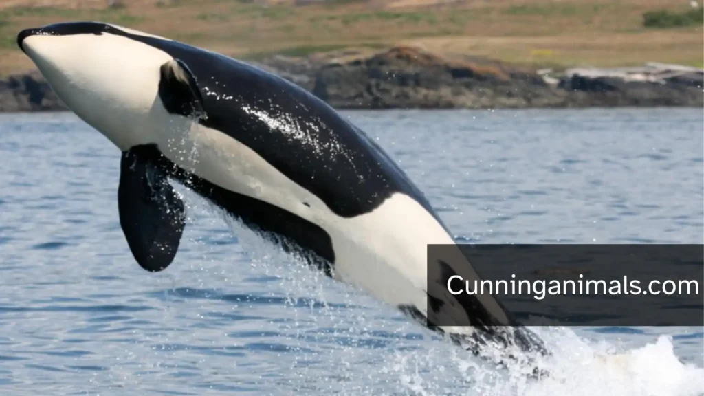 Animals That Travel In Groups
