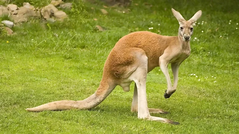 Animals That Walk On Two Legs
