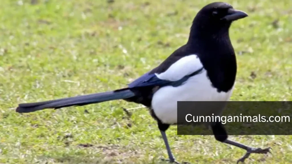 Animals With Extreme Appetites