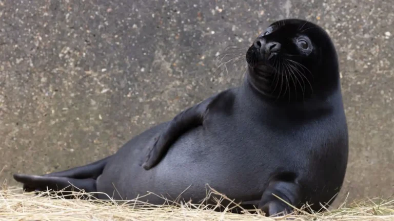 Animals With Small Ears
