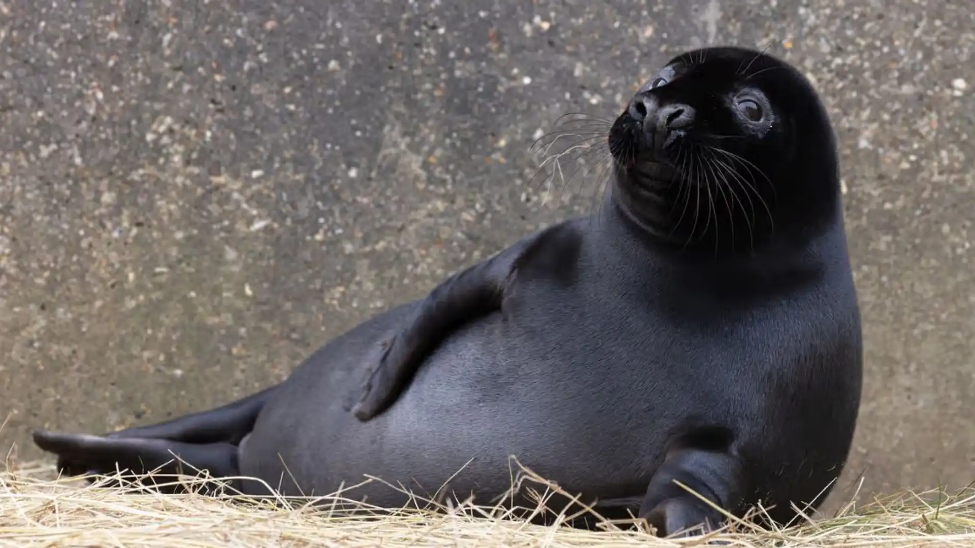 Animals With Small Ears