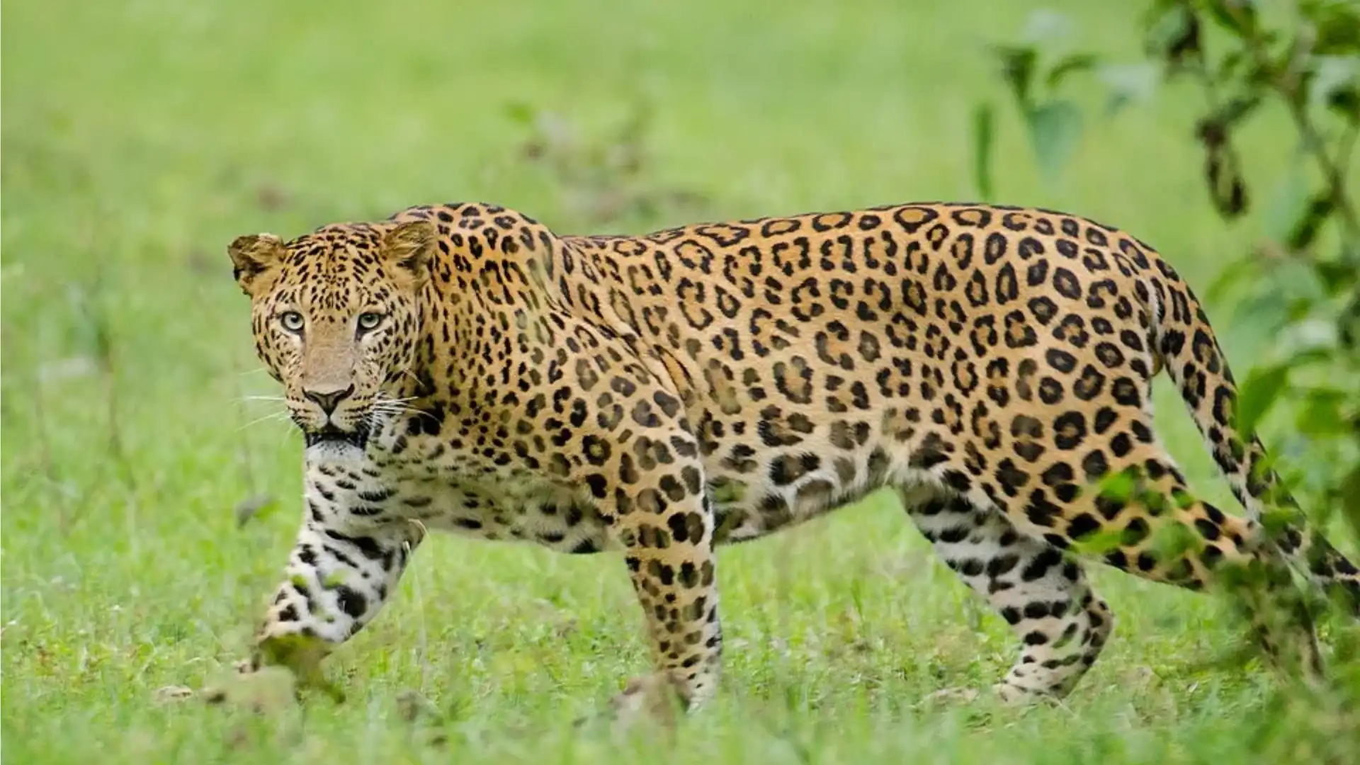 Animals With Spots