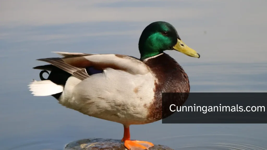 Animals With Two Legs