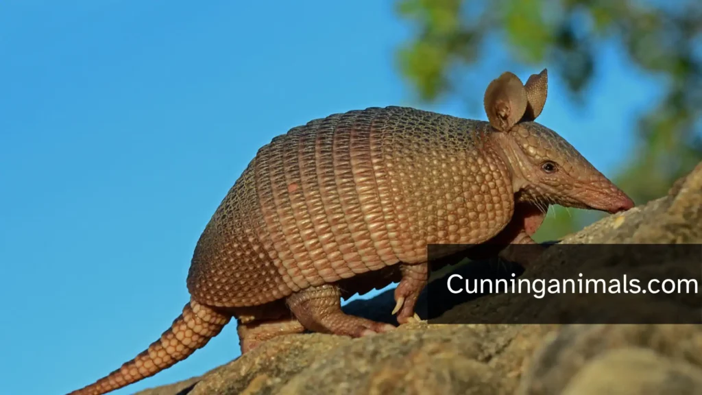 Armadillo