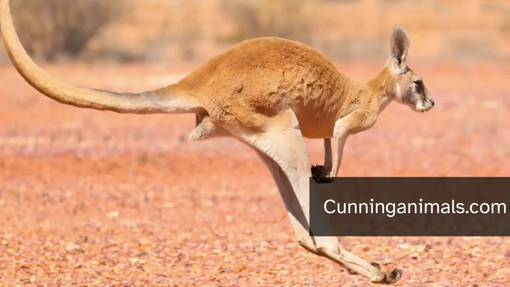 Bipedal Animals