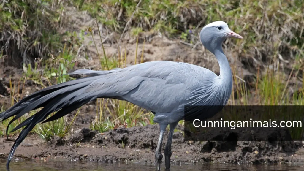 Blue Crane