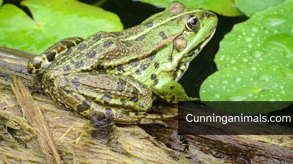 Bog Animals
