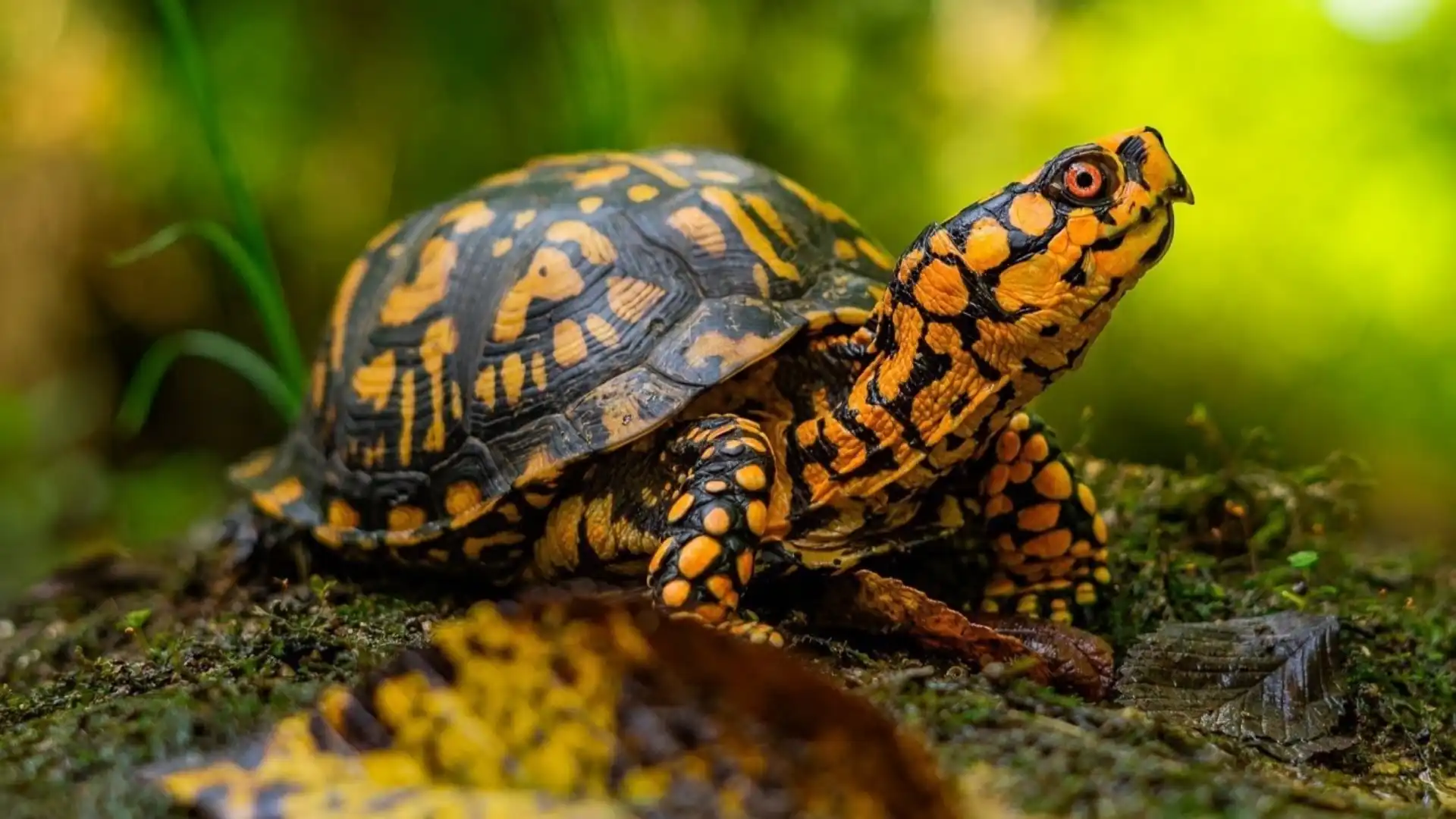 Can Turtles Climb