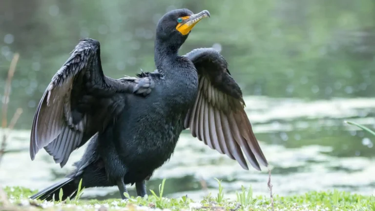 Cormorants In Michigan