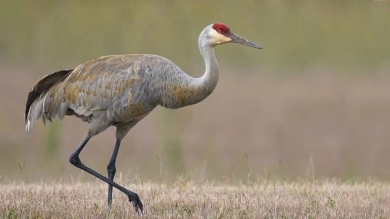 Cranes In Michigan