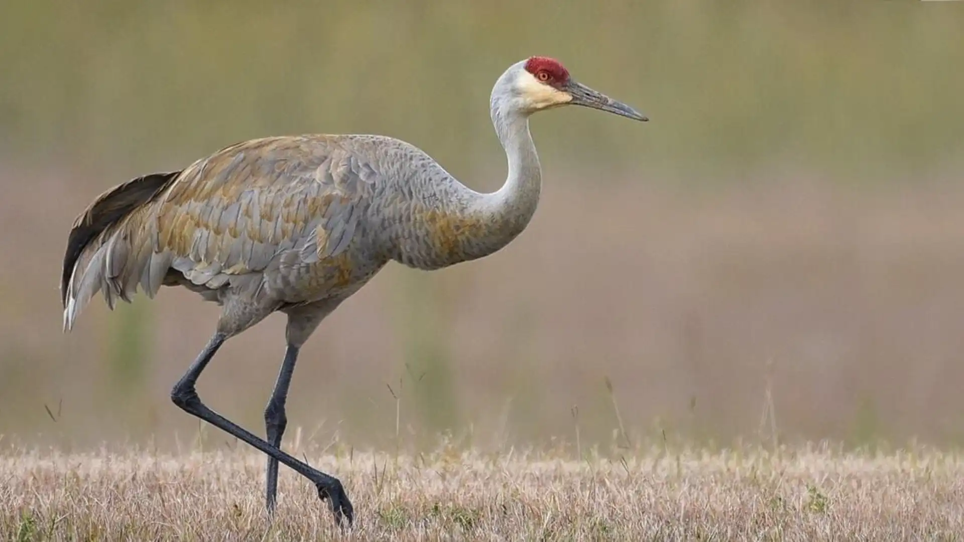 Cranes In Michigan