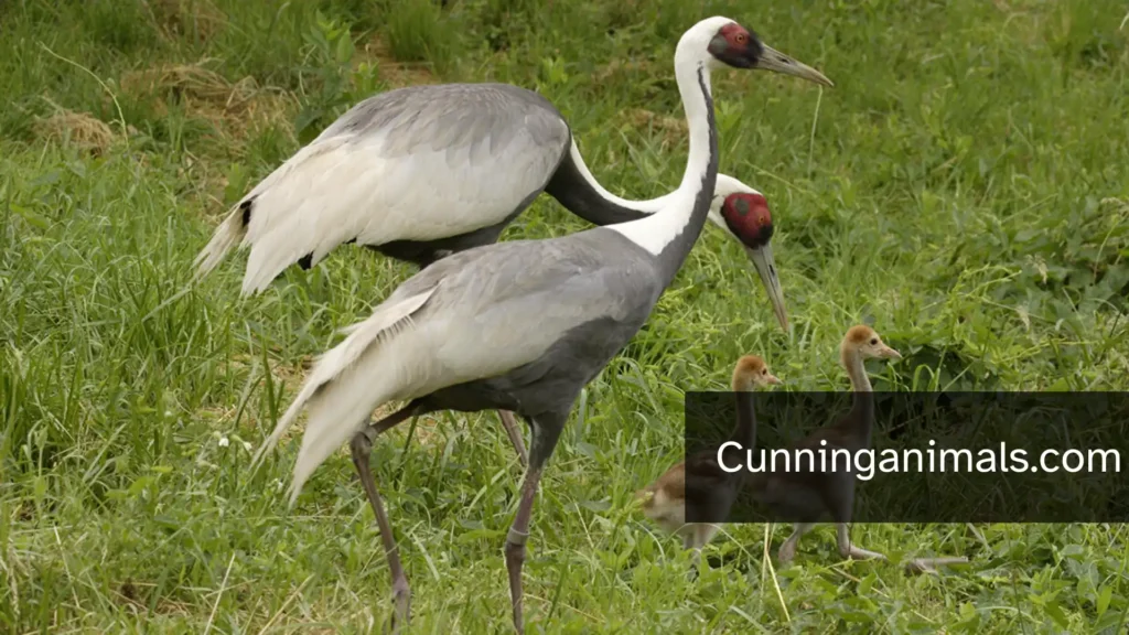 Cranes With Pictures