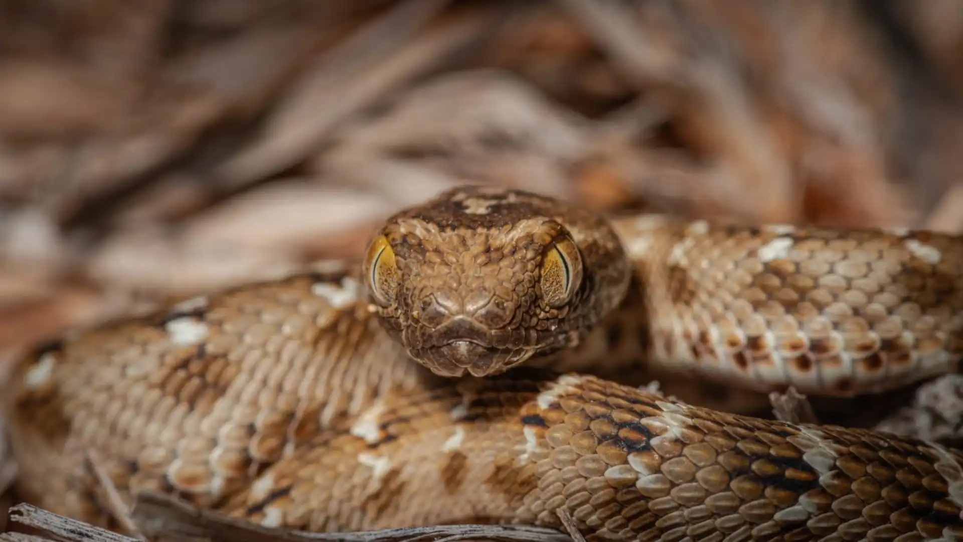 Deadliest Animals in the World