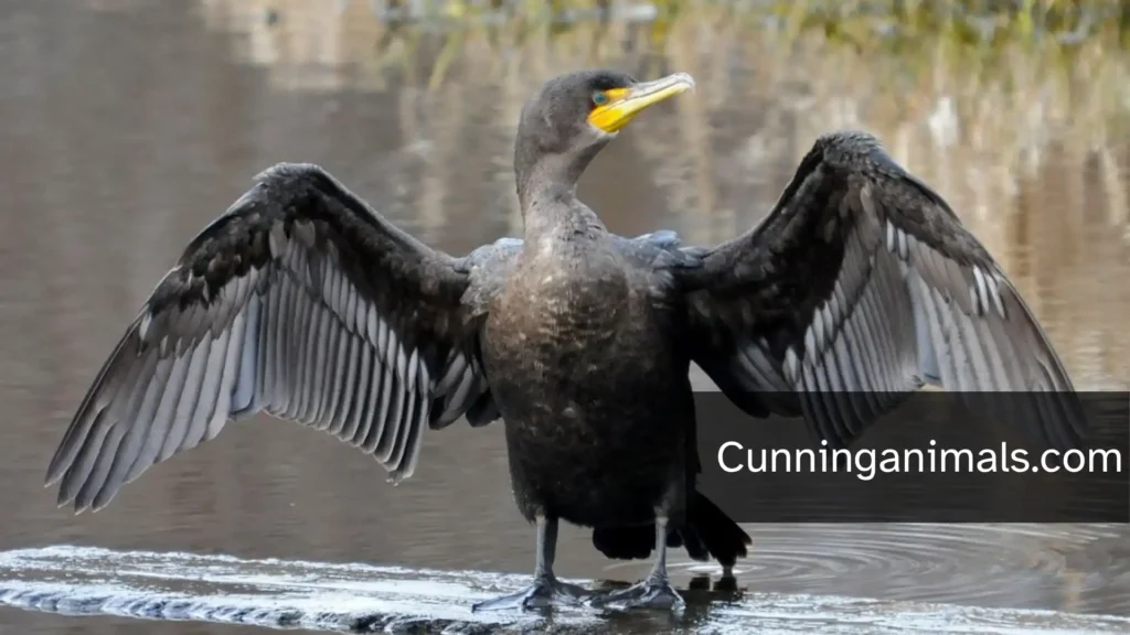 Double-crested Cormorant