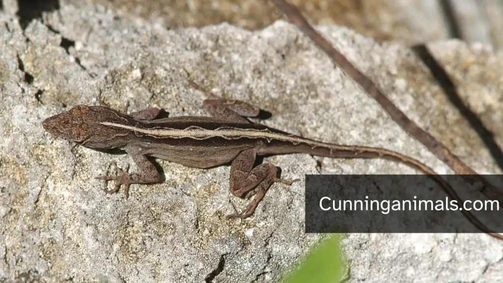 Florida Lizard Species