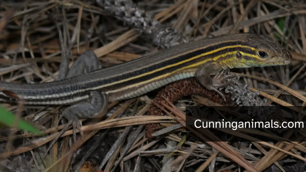 Florida Lizard Types