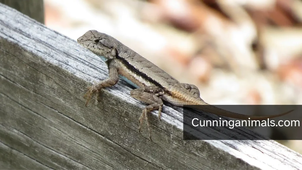 Florida Lizards
