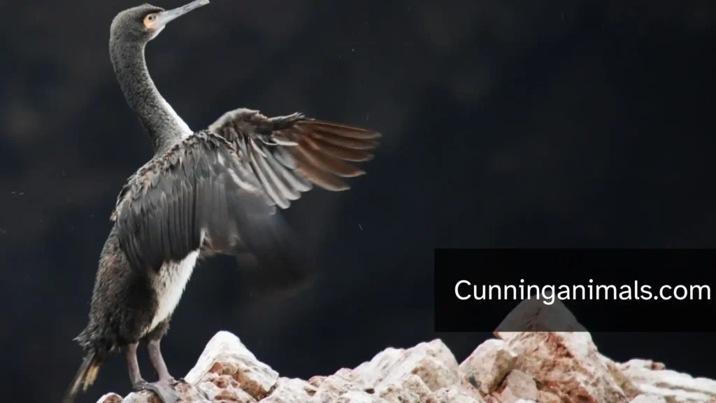 Guanay Cormorant