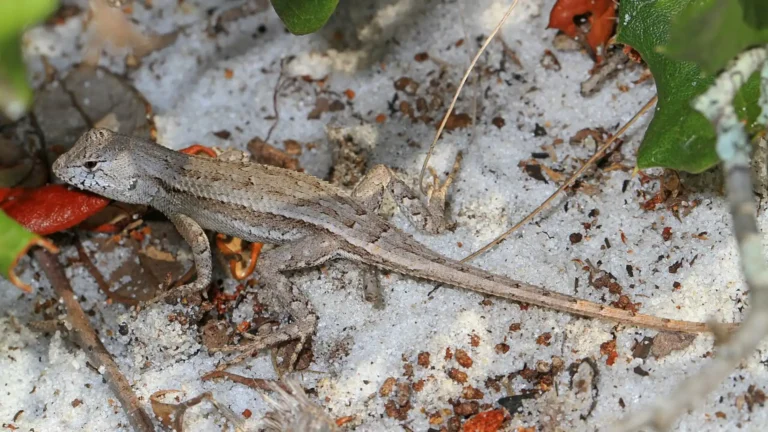 Lizards In Florida