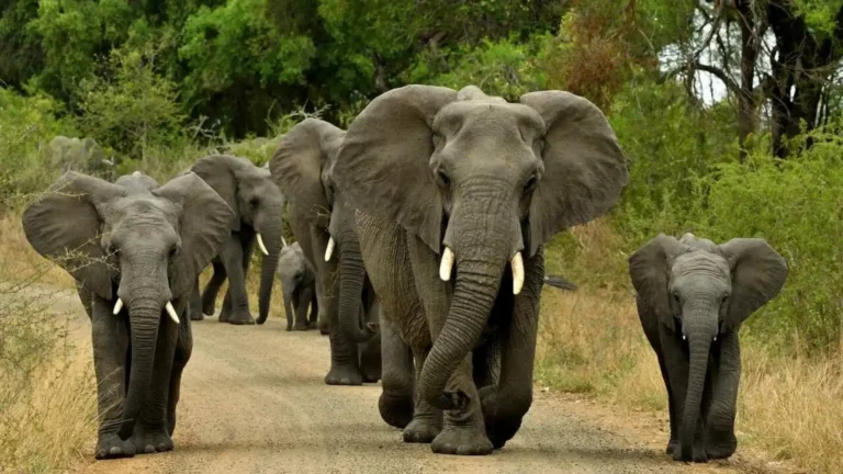Mammals That Cannot Jump