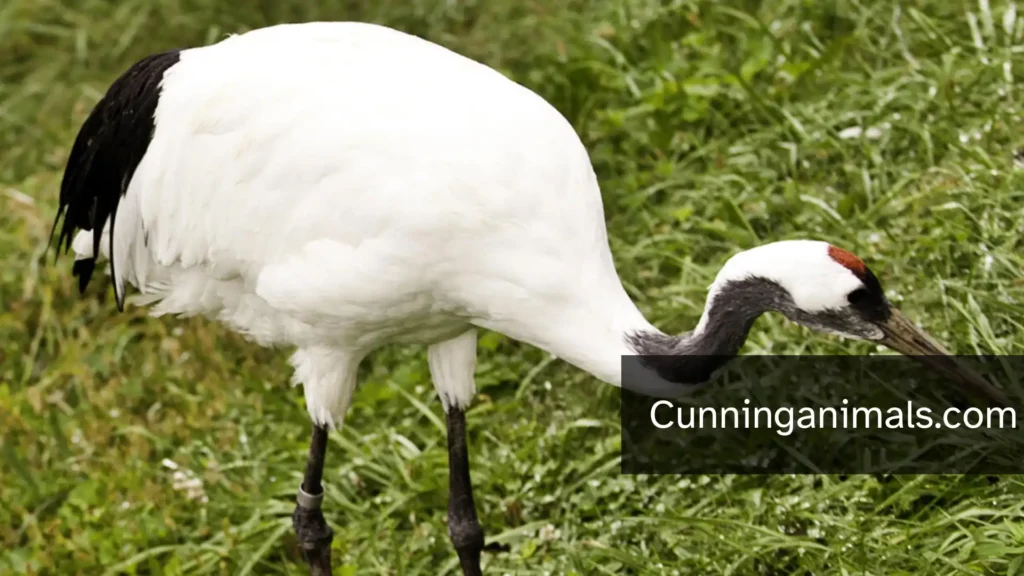 Michigan Birds