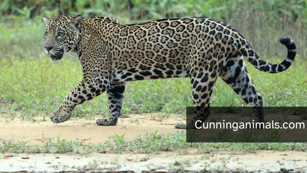 Most Solitary Animals
