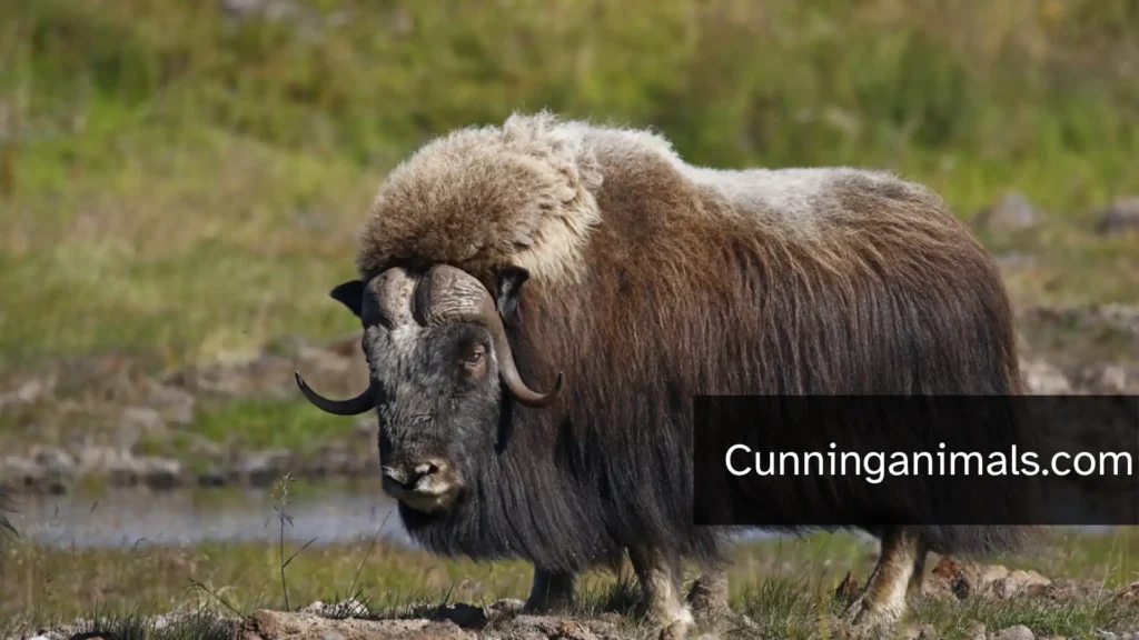 Musk Ox