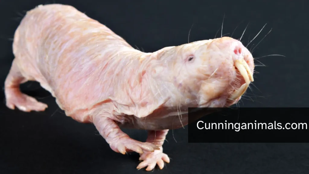 Naked Mole Rat