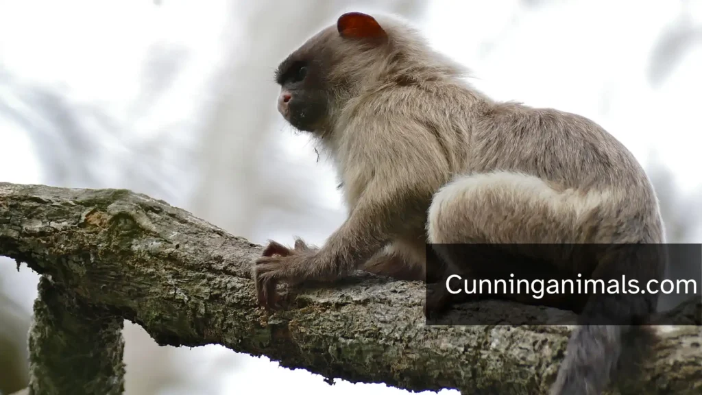 New World monkeys