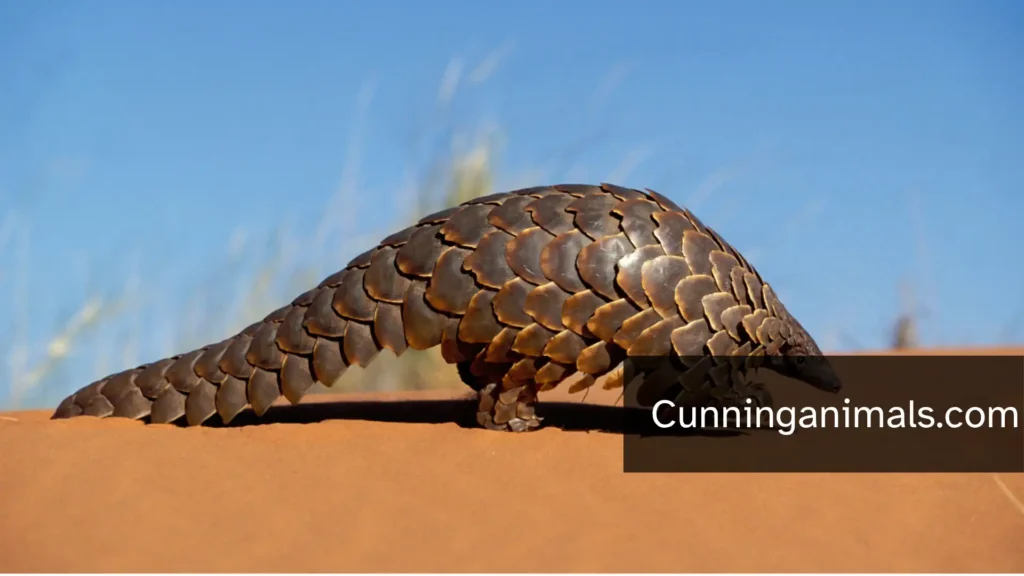 Pangolin
