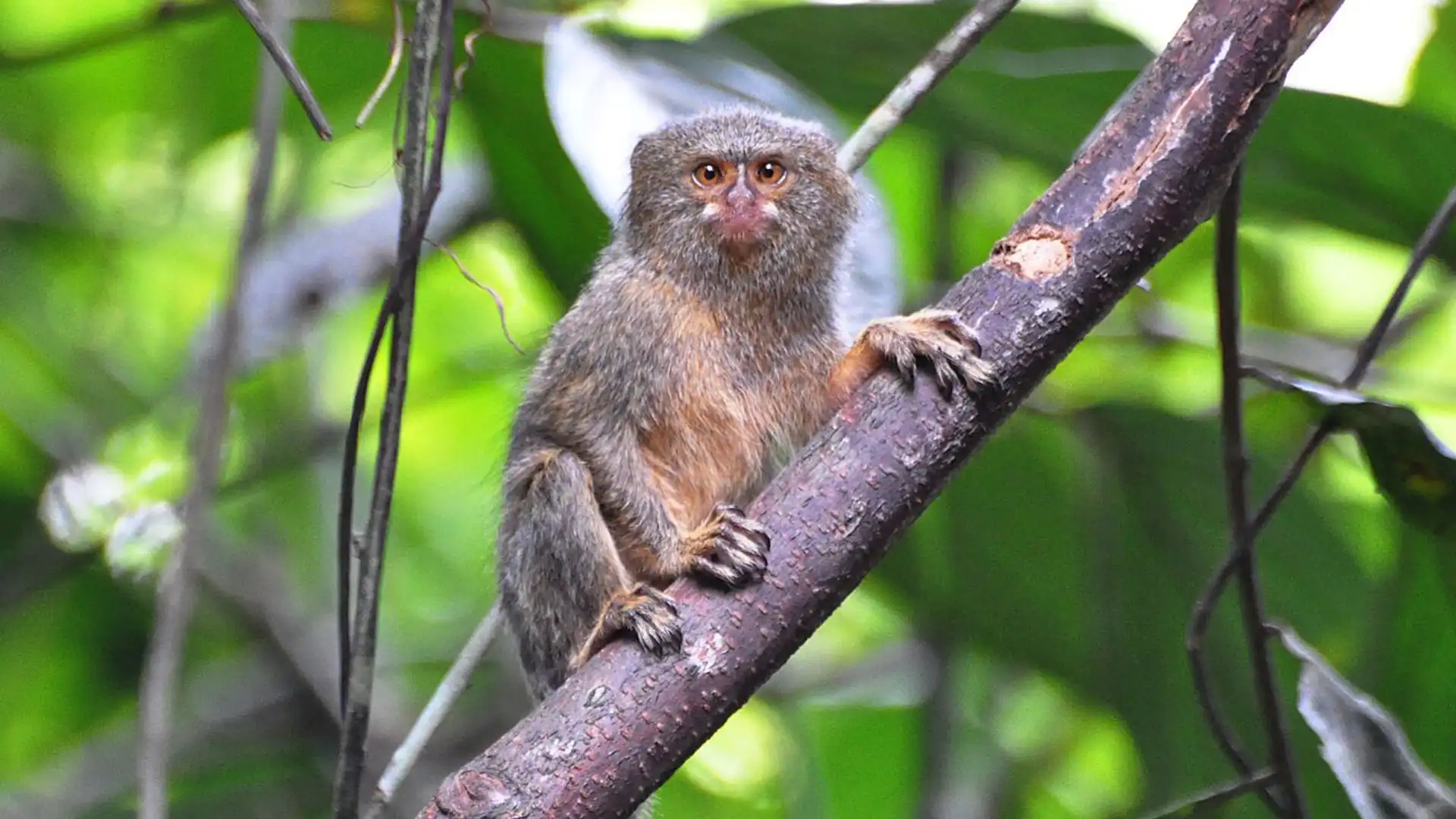 Small Monkey Breeds