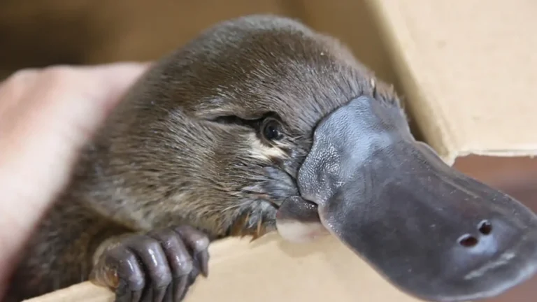 Solitary Animals In The World