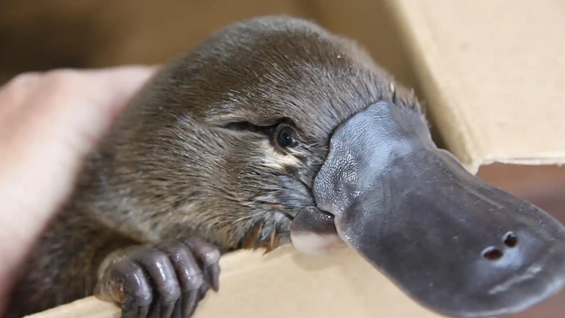 Solitary Animals In The World