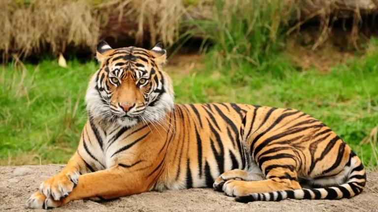 Strongest Animals in the World