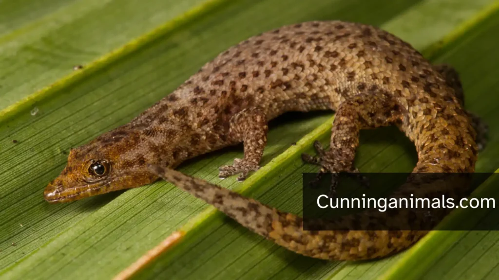 Types Of Lizards In Florida