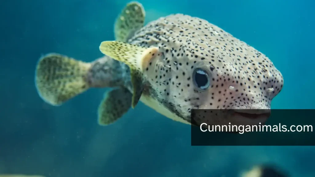 Voracious Animals