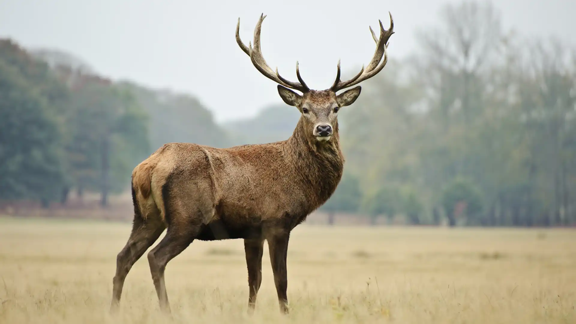 What Do Deer Eat